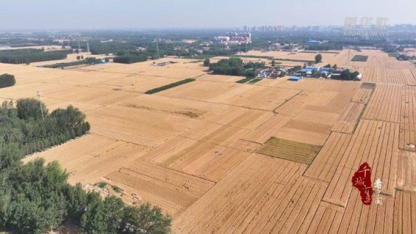 互盈策略 新华社关注山东冠县：80余万亩小麦开镰收割